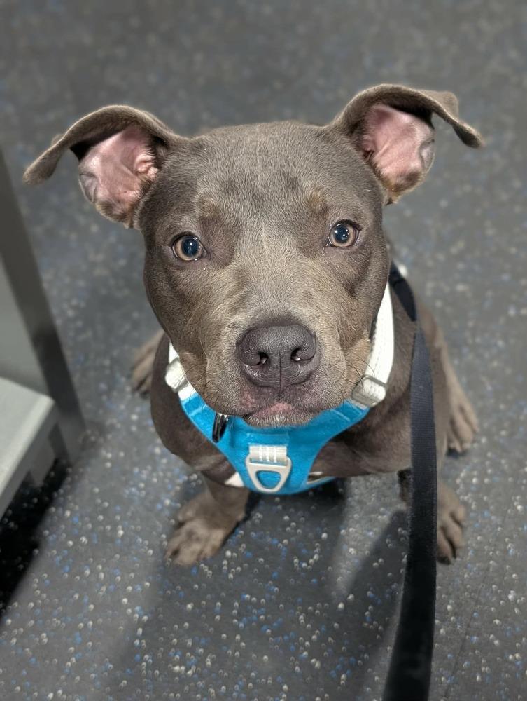 Georgie, a Adoptable mixed breed in Grand Rapids, MI image 2/4