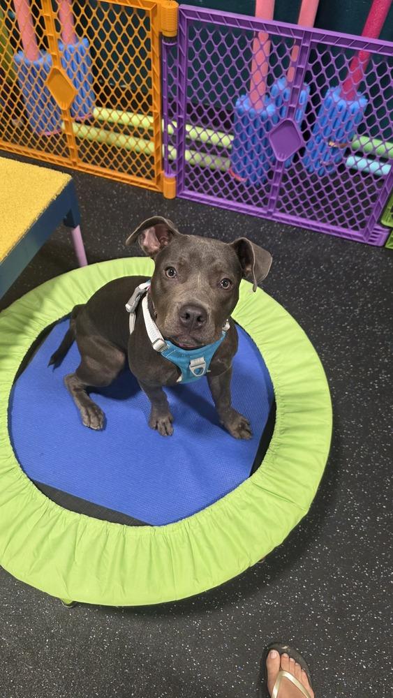 Georgie, a Adoptable mixed breed in Grand Rapids, MI image 3/4