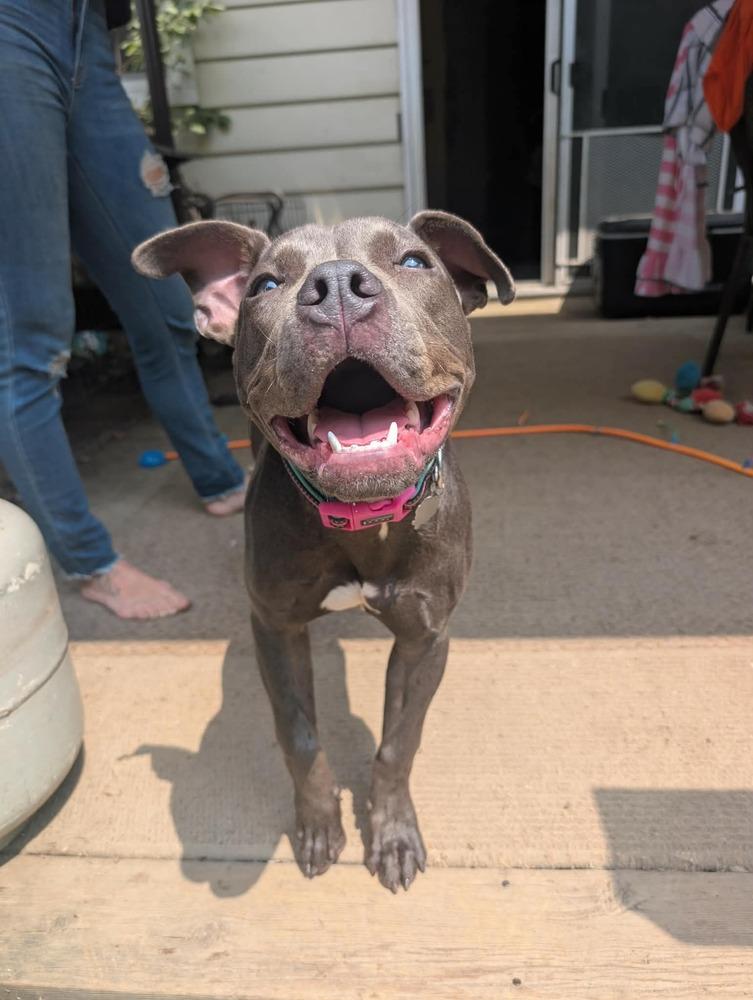 Georgie, a Adoptable mixed breed in Grand Rapids, MI image 4/4