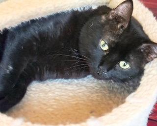 Enlarge Sherwin, a Adoptable American Shorthair in Chandler, AZ image 1/3