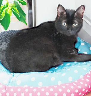 Sherwin, Adoptable, Young Male American Shorthair.