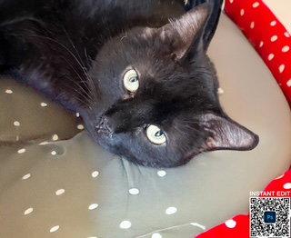 Enlarge Sherwin, a Adoptable American Shorthair in Chandler, AZ image 3/3