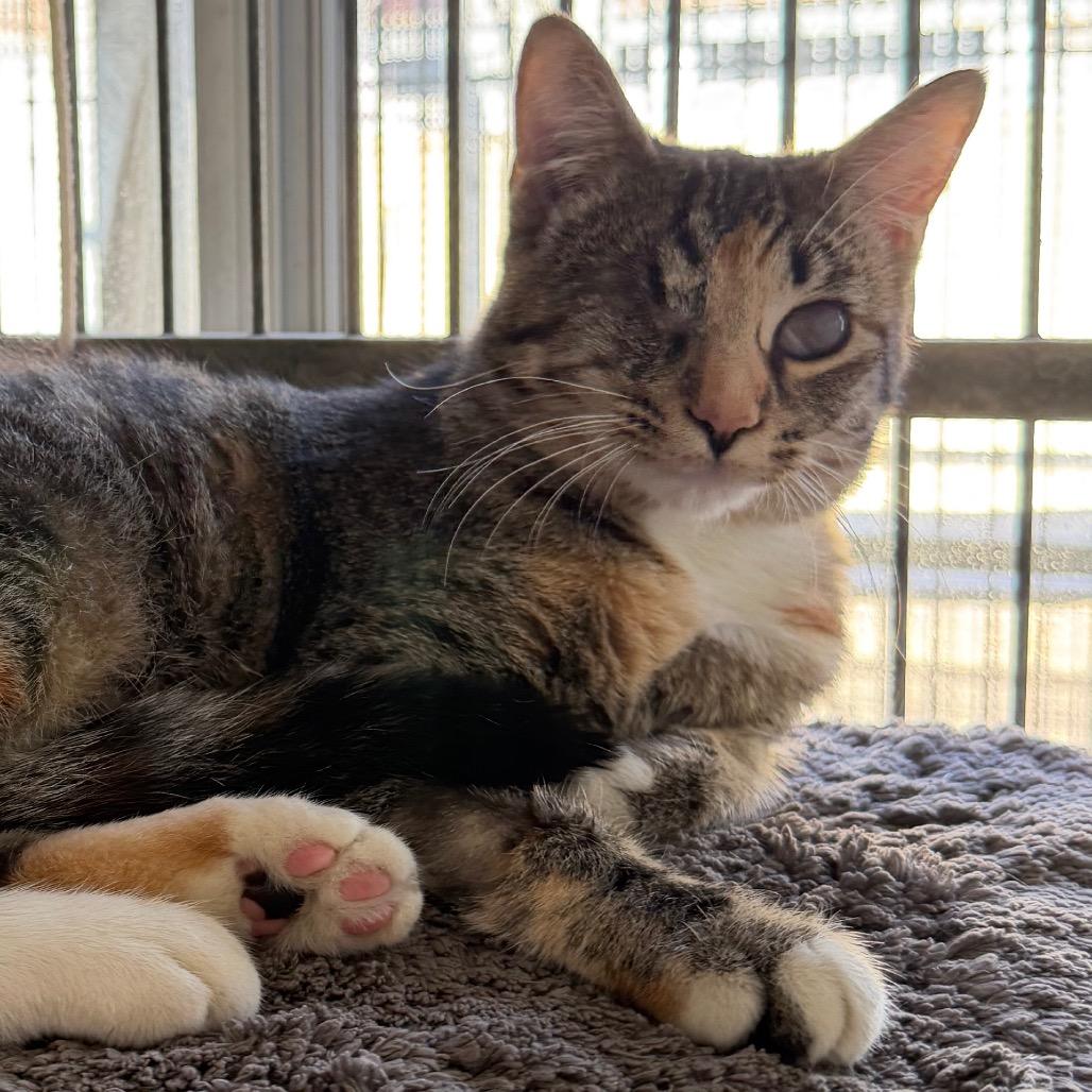 Gremlin, Adoptable, Young Female Domestic Short Hair.