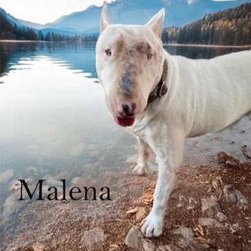 Malena, a Adoptable Bull Terrier in Palm Desert, CA image 2/2