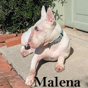 Malena, a Adoptable Bull Terrier in Palm Desert, CA image 1/2