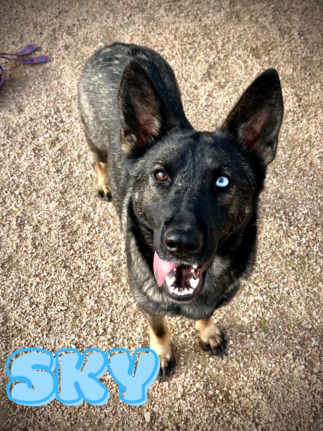 Sky, ADOPTABLE, Adult Female Shepherd.