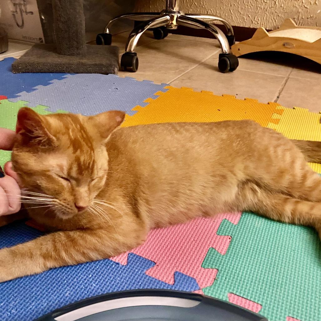Enlarge Skipper, a Adoptable Domestic Short Hair in Minneapolis, MN image 1/6