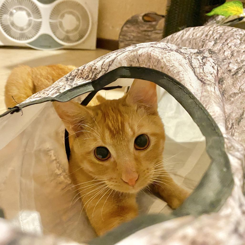 Enlarge Skipper, a Adoptable Domestic Short Hair in Minneapolis, MN image 2/6