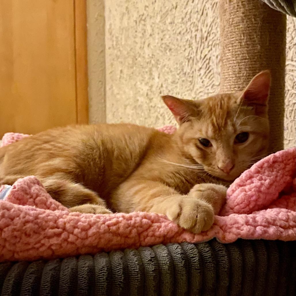 Enlarge Skipper, a Adoptable Domestic Short Hair in Minneapolis, MN image 3/6
