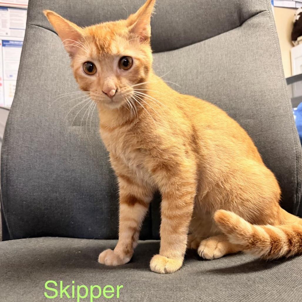Skipper, Adoptable, Adult Male Domestic Short Hair.
