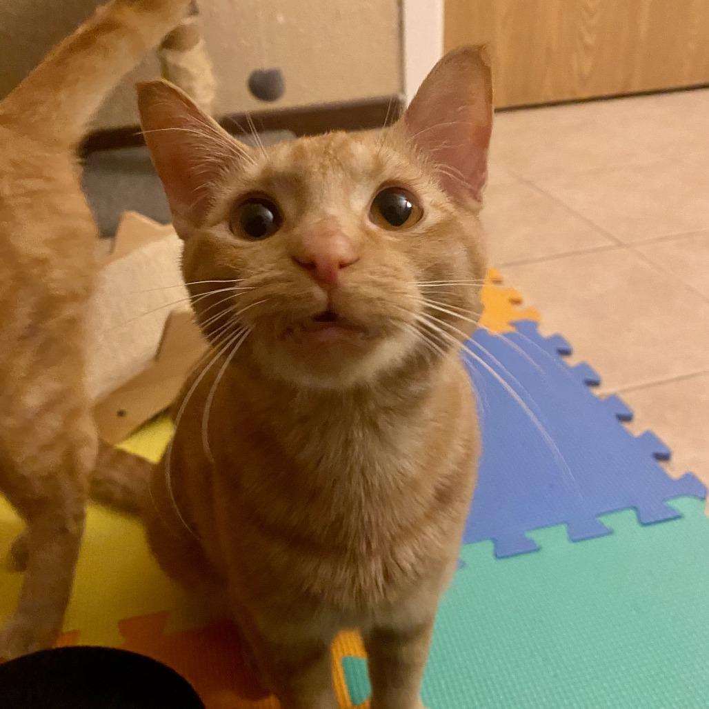 Enlarge Skipper, a Adoptable Domestic Short Hair in Minneapolis, MN image 5/6