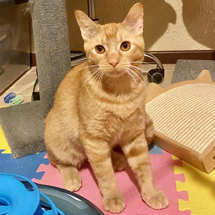 Enlarge Skipper, a Adoptable Domestic Short Hair in Minneapolis, MN image 6/6
