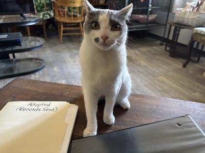 Bridget, Adoptable, Young Female Domestic Short Hair & Domestic Short Hair.