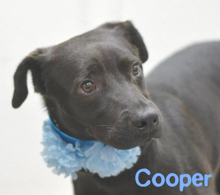 Cooper, Adoptable, Adult Male Black Labrador Retriever.