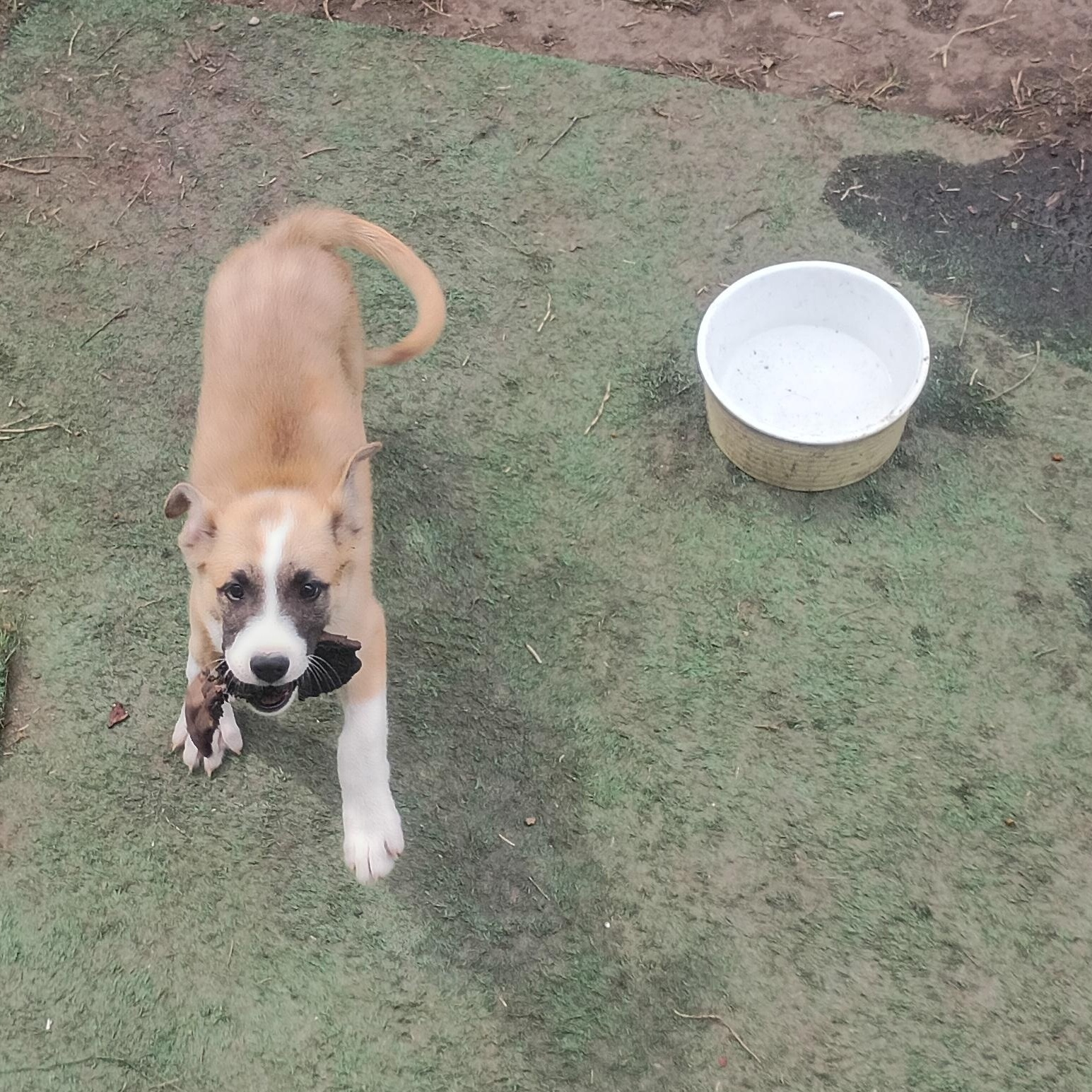 Enlarge Jolene, a Adoptable mixed breed in Salisbury, MD image 1/1
