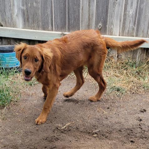 Enlarge Loki, a Adoptable Golden Retriever in Grand Island, NE image 1/3
