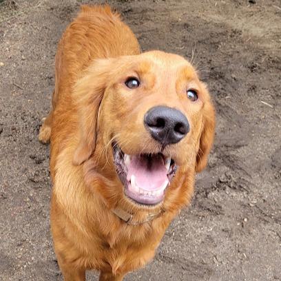 Enlarge Loki, a Adoptable Golden Retriever in Grand Island, NE image 2/3