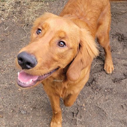 Enlarge Loki, a Adoptable Golden Retriever in Grand Island, NE image 3/3