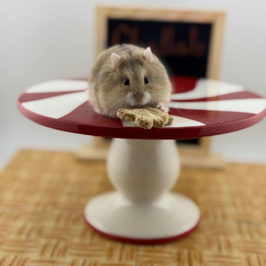 Enlarge Challah, a Adoptable Dwarf Hamster in Camarillo, CA image 1/1