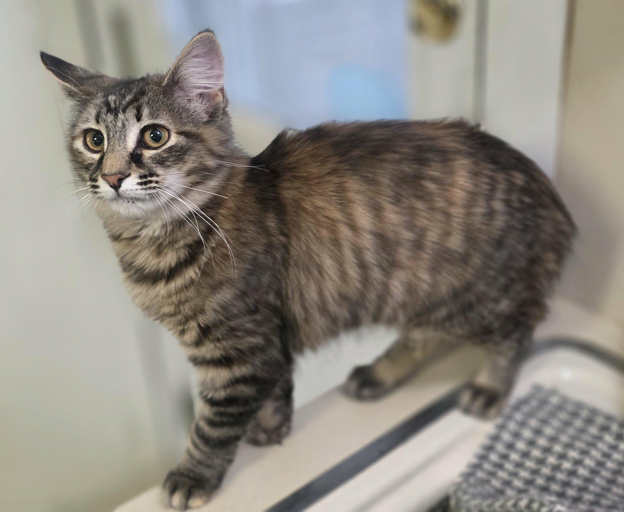 Enlarge Hailey, a Adoptable Domestic Long Hair in Mechanicsburg, PA image 3/3