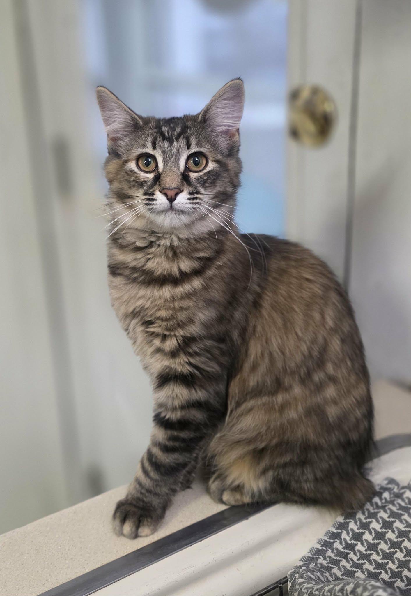 Hailey, Adoptable, Young Female Domestic Long Hair.