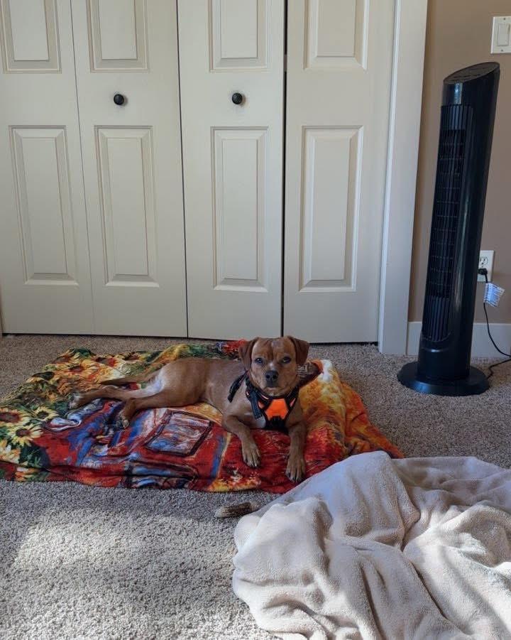 Charles Marcus Barkus, a ADOPTABLE mixed breed in Grand Haven, MI image 1/5