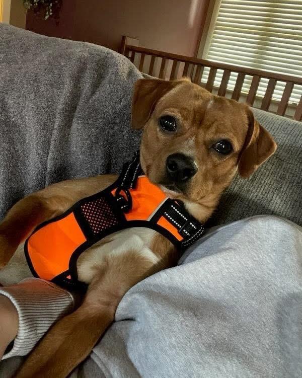 Charles Marcus Barkus, a ADOPTABLE mixed breed in Grand Haven, MI image 2/5