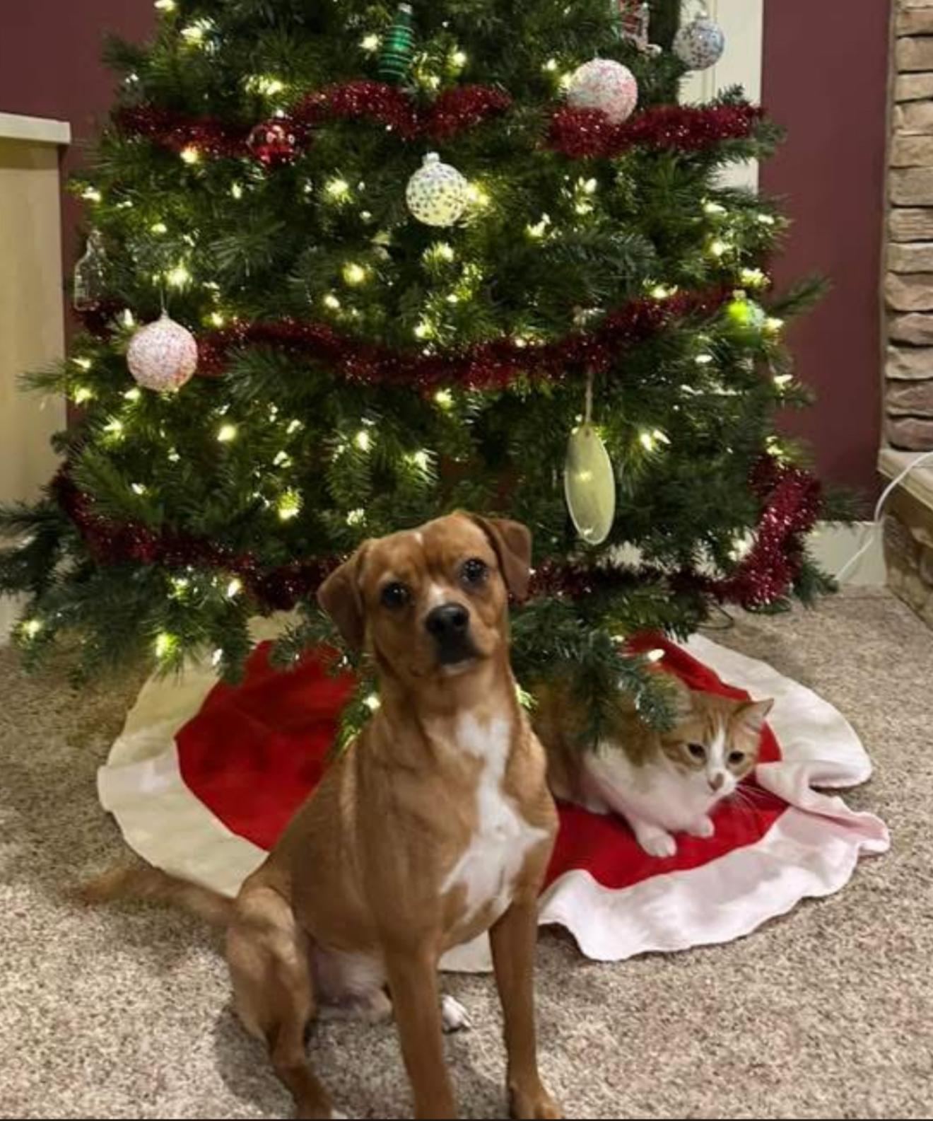 Charles Marcus Barkus, ADOPTABLE, Young Male Terrier.