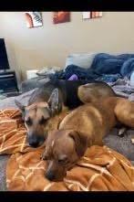 Charles Marcus Barkus, a ADOPTABLE mixed breed in Grand Haven, MI image 3/5