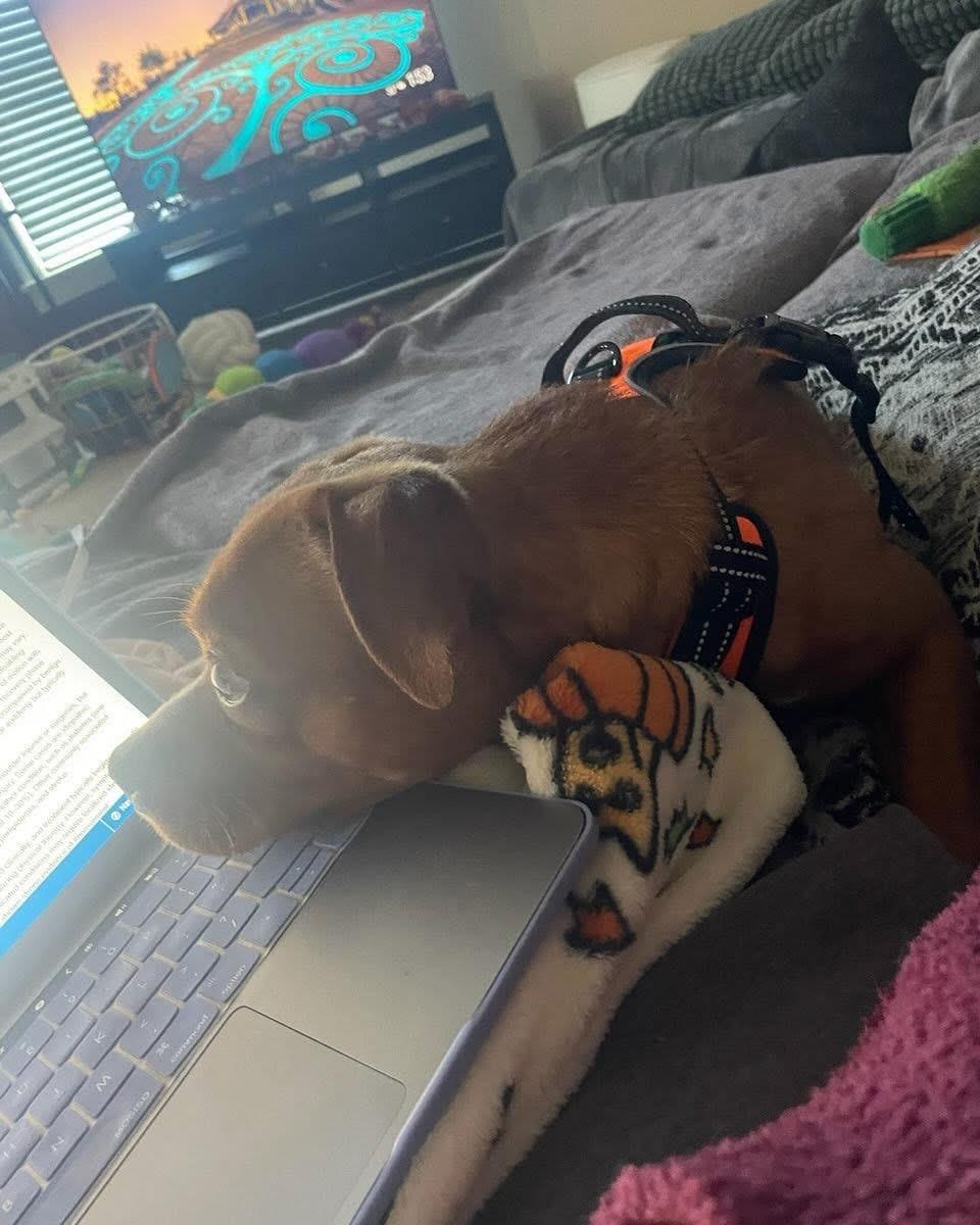 Charles Marcus Barkus, a ADOPTABLE mixed breed in Grand Haven, MI image 4/5