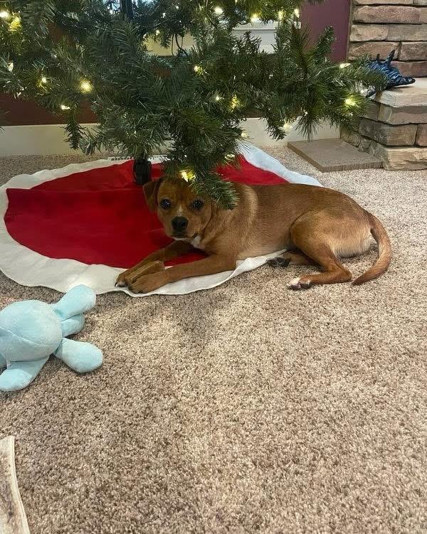 Charles Marcus Barkus, a ADOPTABLE mixed breed in Grand Haven, MI image 5/5