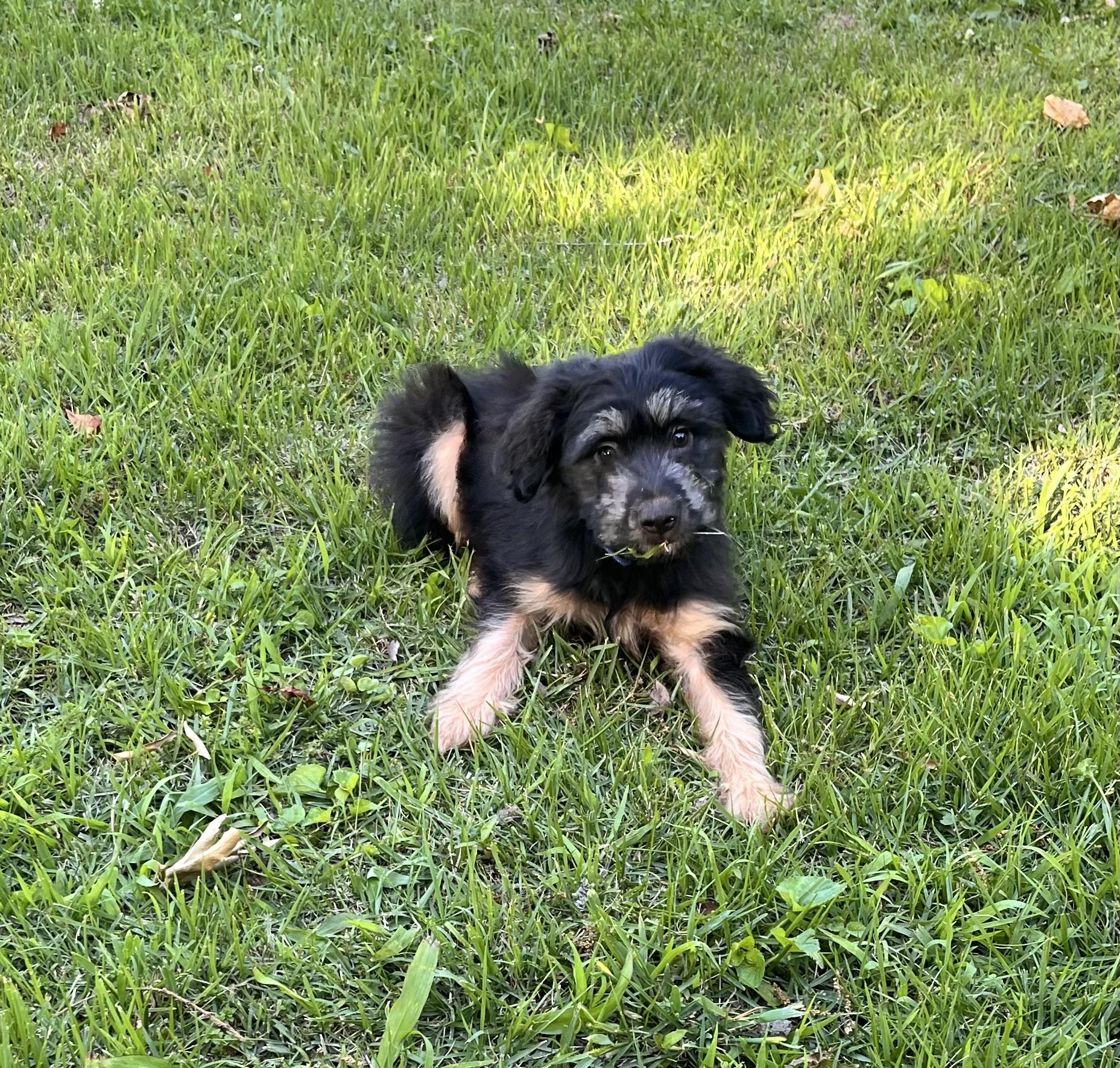 Enlarge Shadow (Donna-fostered in New England), a Adoptable mixed breed in Warwick, RI image 6/6