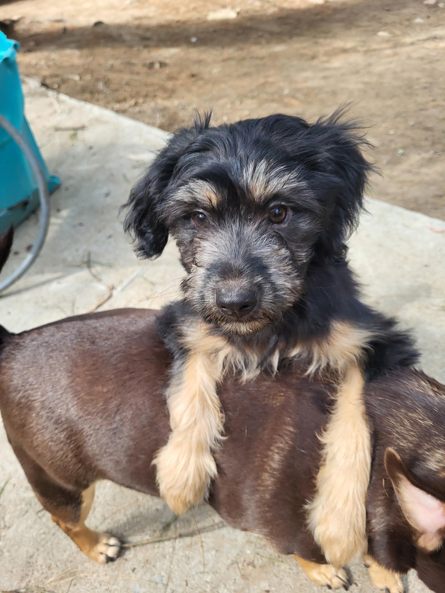 Enlarge Shadow (Donna-fostered in New England), a Adoptable mixed breed in Warwick, RI image 3/6