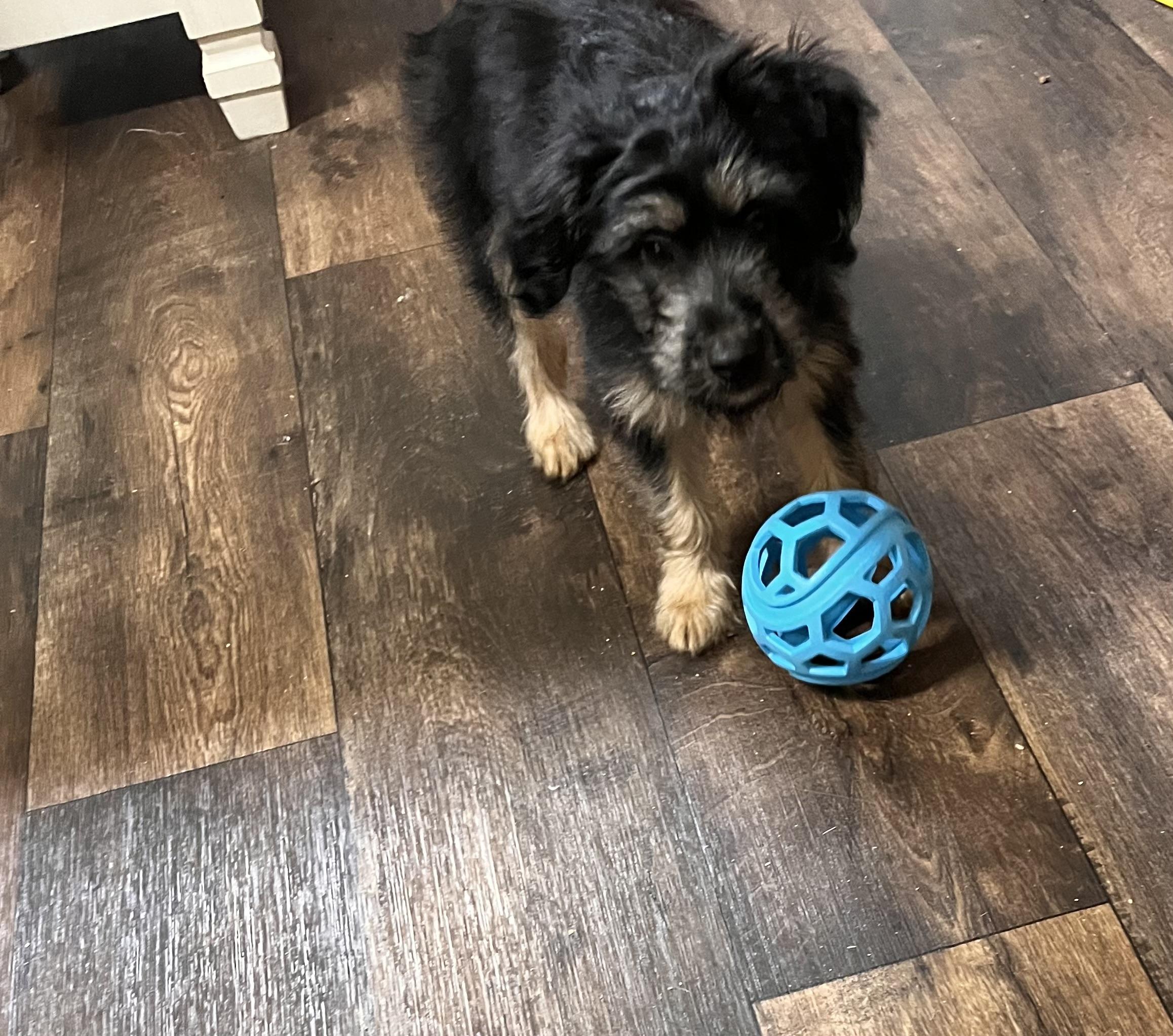 Enlarge Shadow (Donna-fostered in New England), a Adoptable mixed breed in Warwick, RI image 4/6