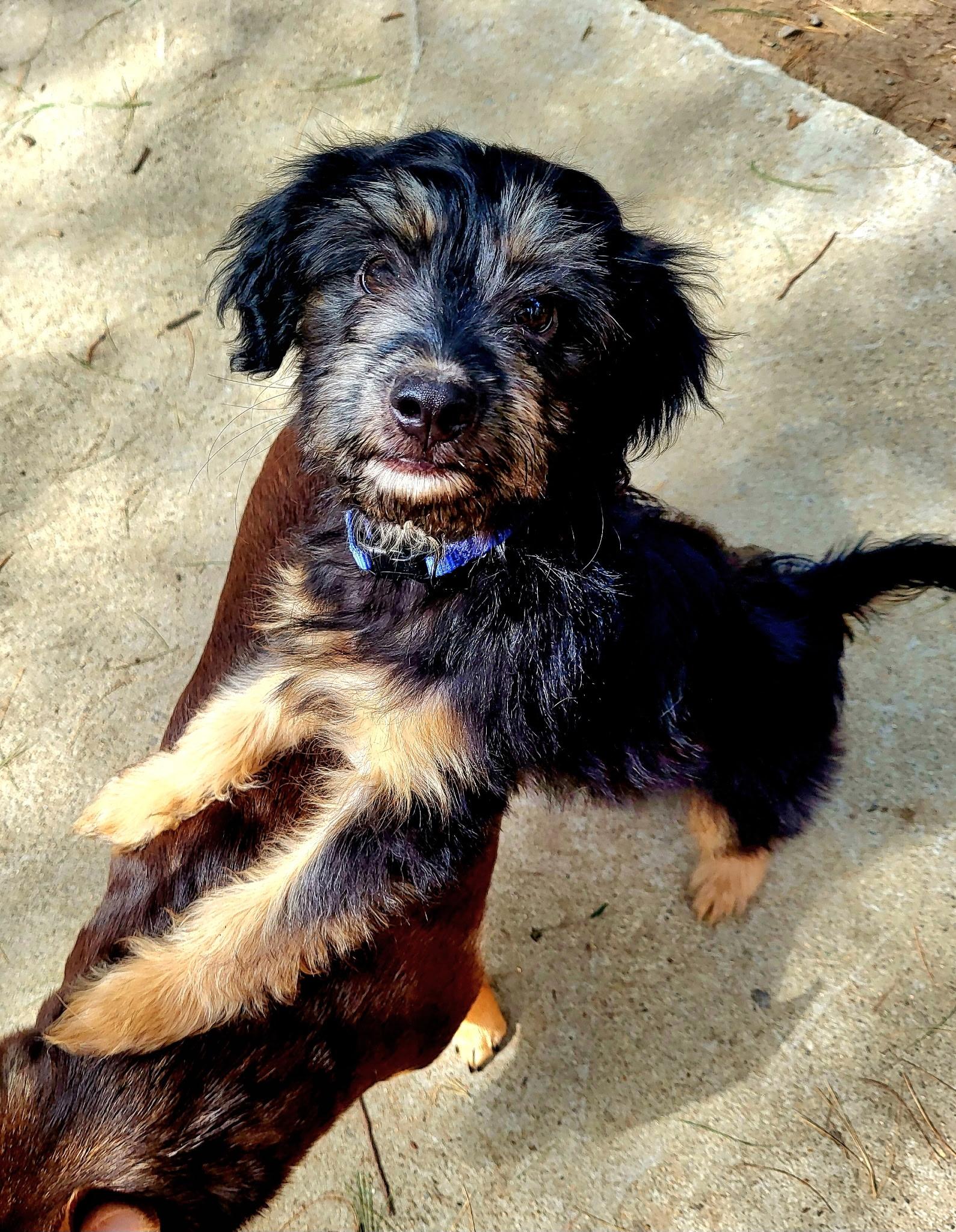 Enlarge Shadow (Donna-fostered in New England), a Adoptable mixed breed in Warwick, RI image 1/6