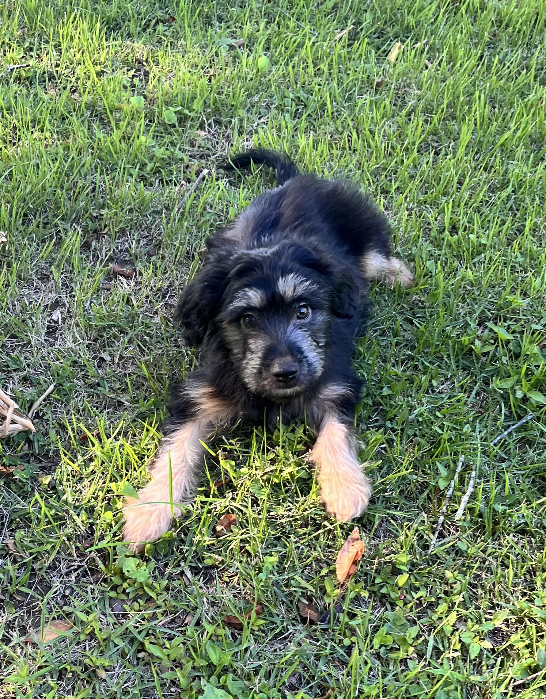 Enlarge Shadow (Donna-fostered in New England), a Adoptable mixed breed in Warwick, RI image 2/6
