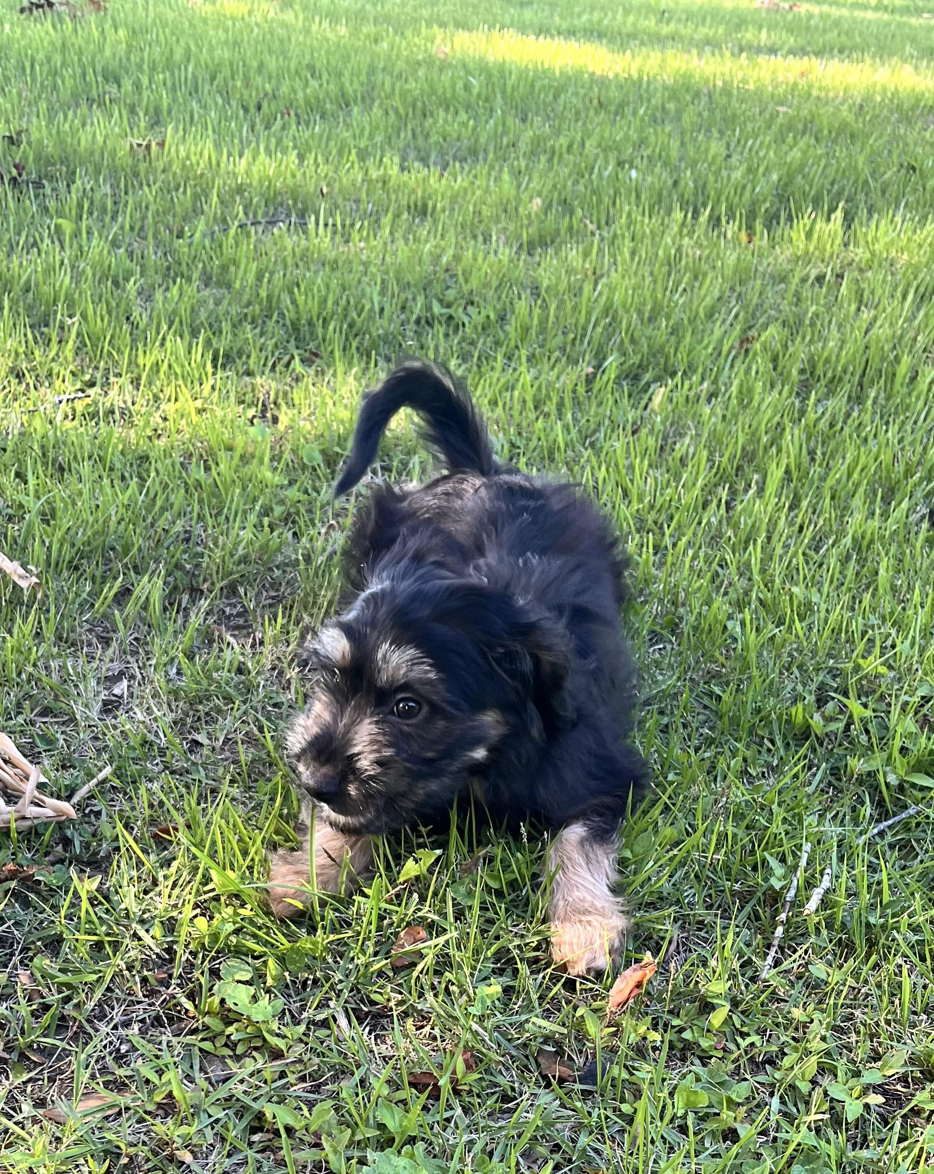 Enlarge Shadow (Donna-fostered in New England), a Adoptable mixed breed in Warwick, RI image 5/6