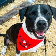 Spencer, Adult Male Labrador Retriever