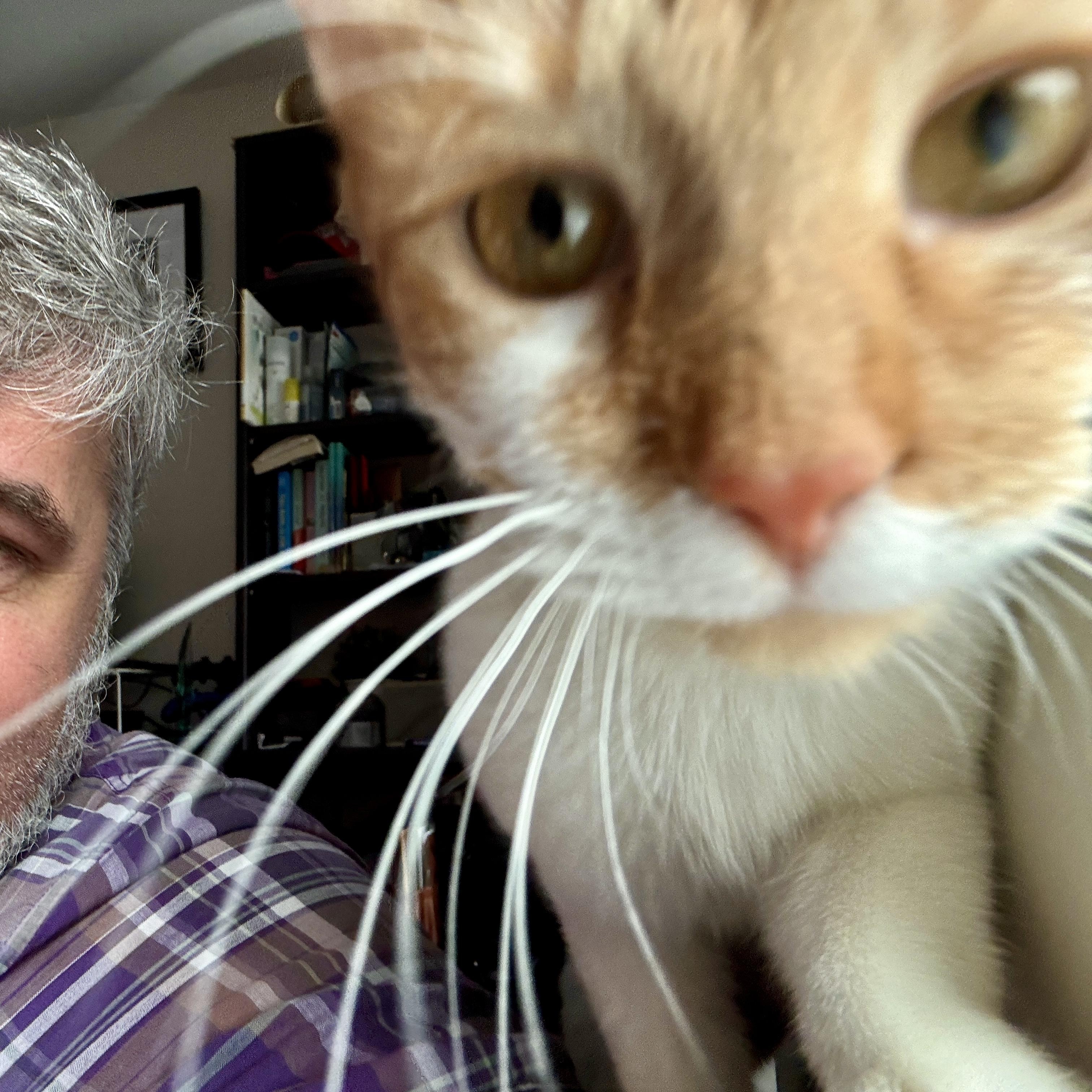 Enlarge Twinkle Toes, a ADOPTABLE mixed breed in Hyattsville, MD image 3/6