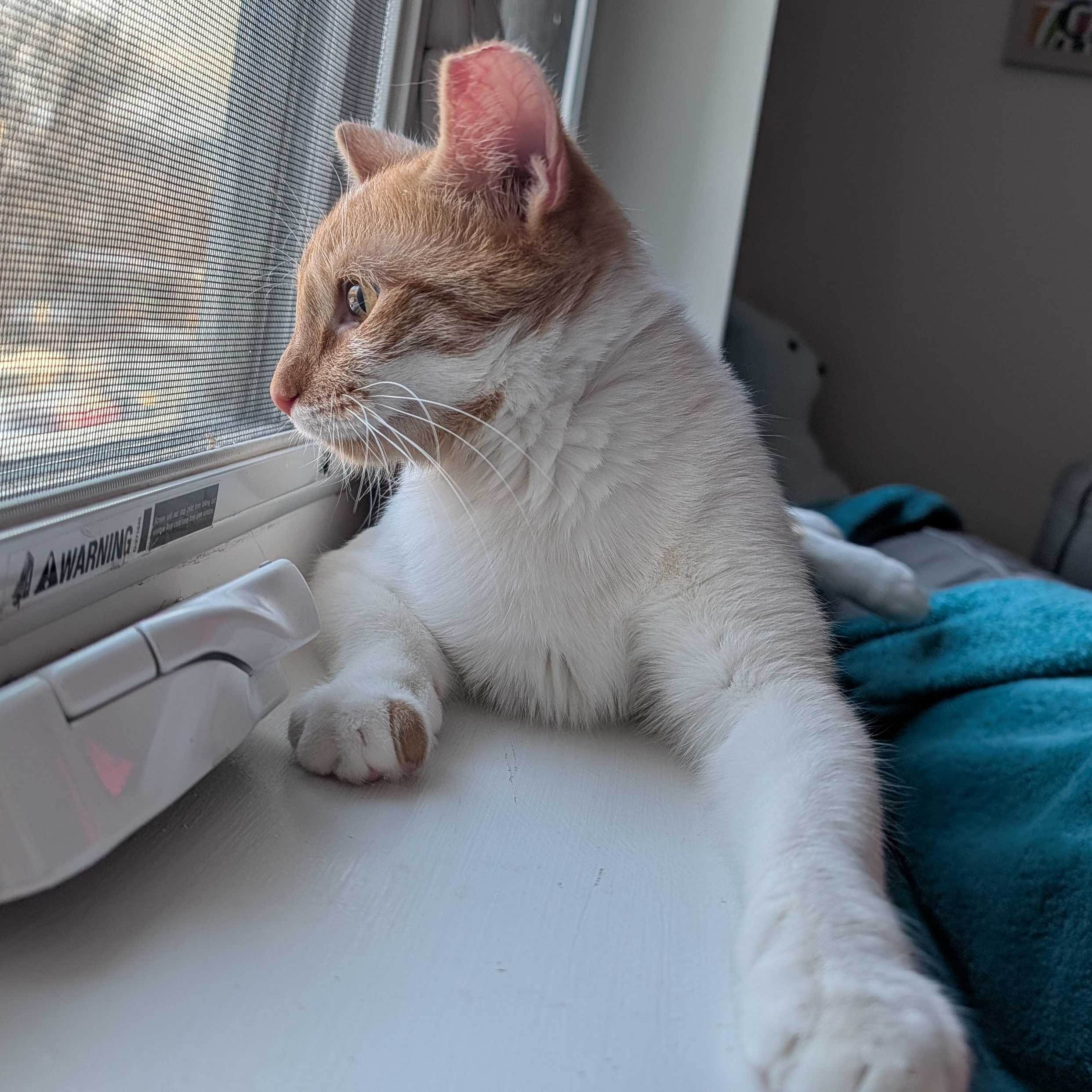 Enlarge Twinkle Toes, a ADOPTABLE mixed breed in Hyattsville, MD image 2/6