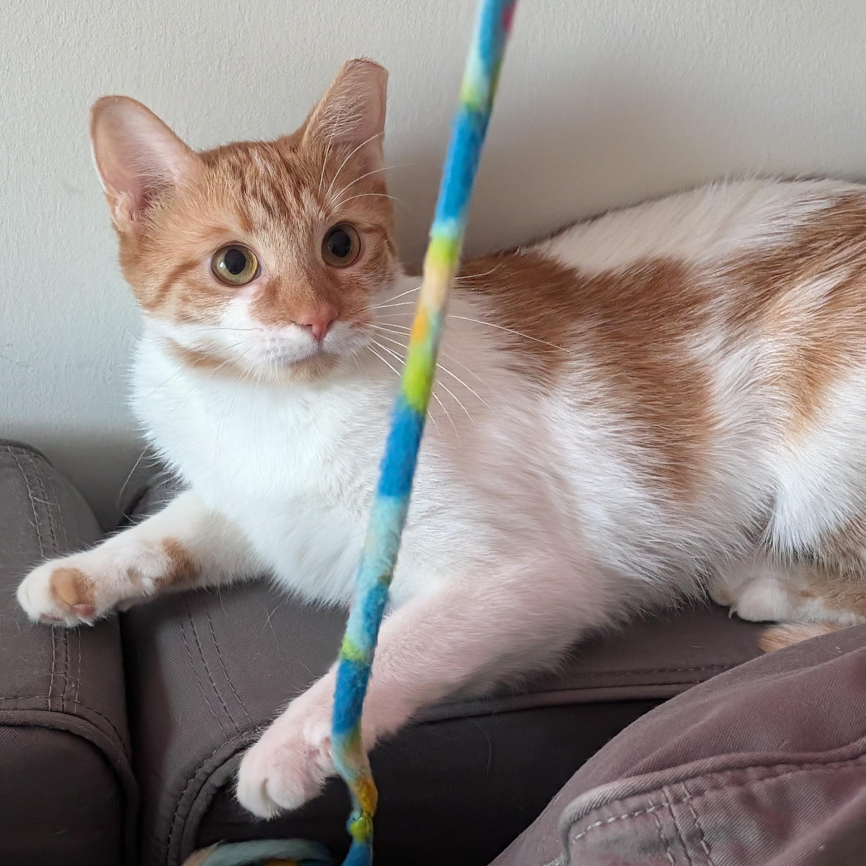 Enlarge Twinkle Toes, a ADOPTABLE mixed breed in Hyattsville, MD image 1/6