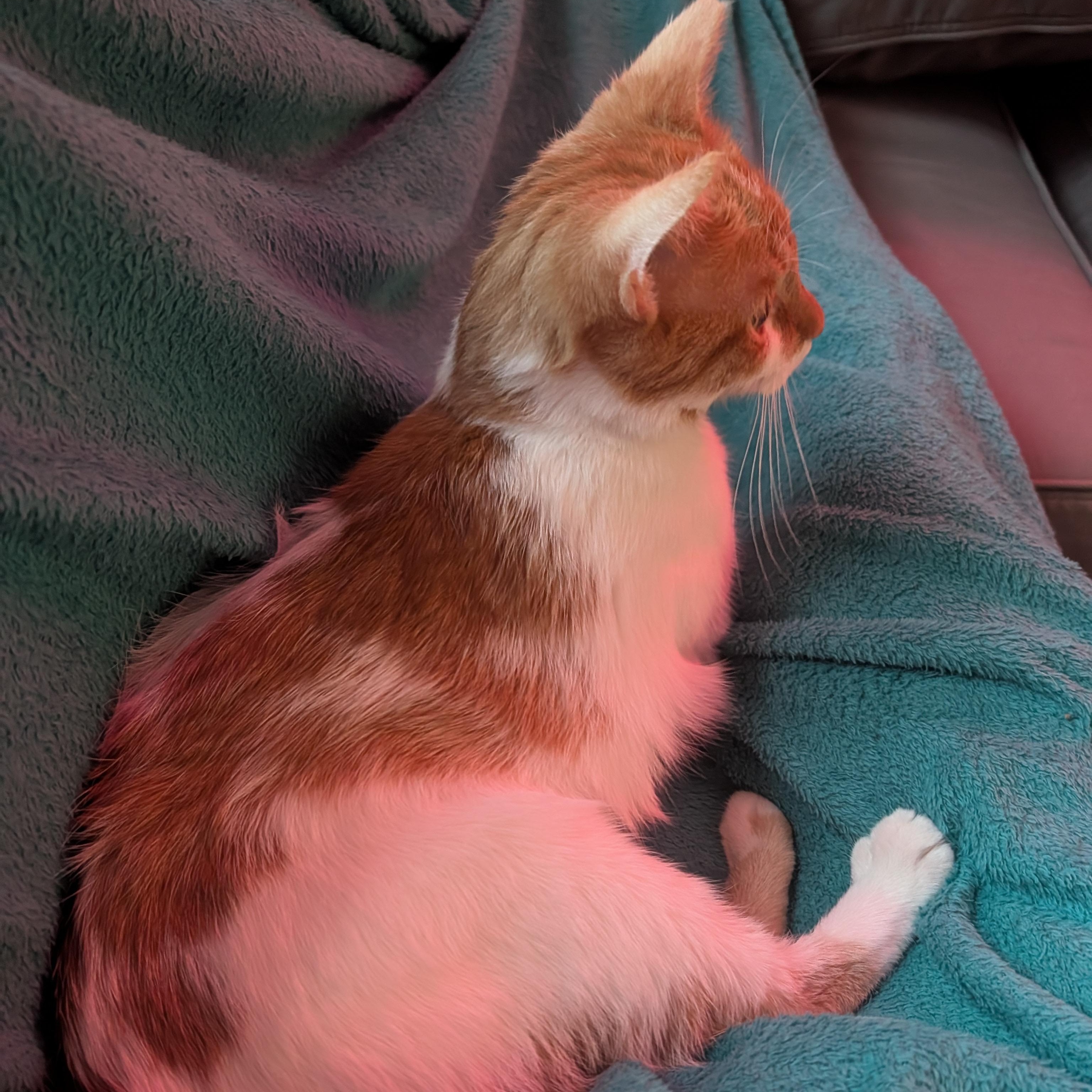 Enlarge Twinkle Toes, a ADOPTABLE mixed breed in Hyattsville, MD image 5/6