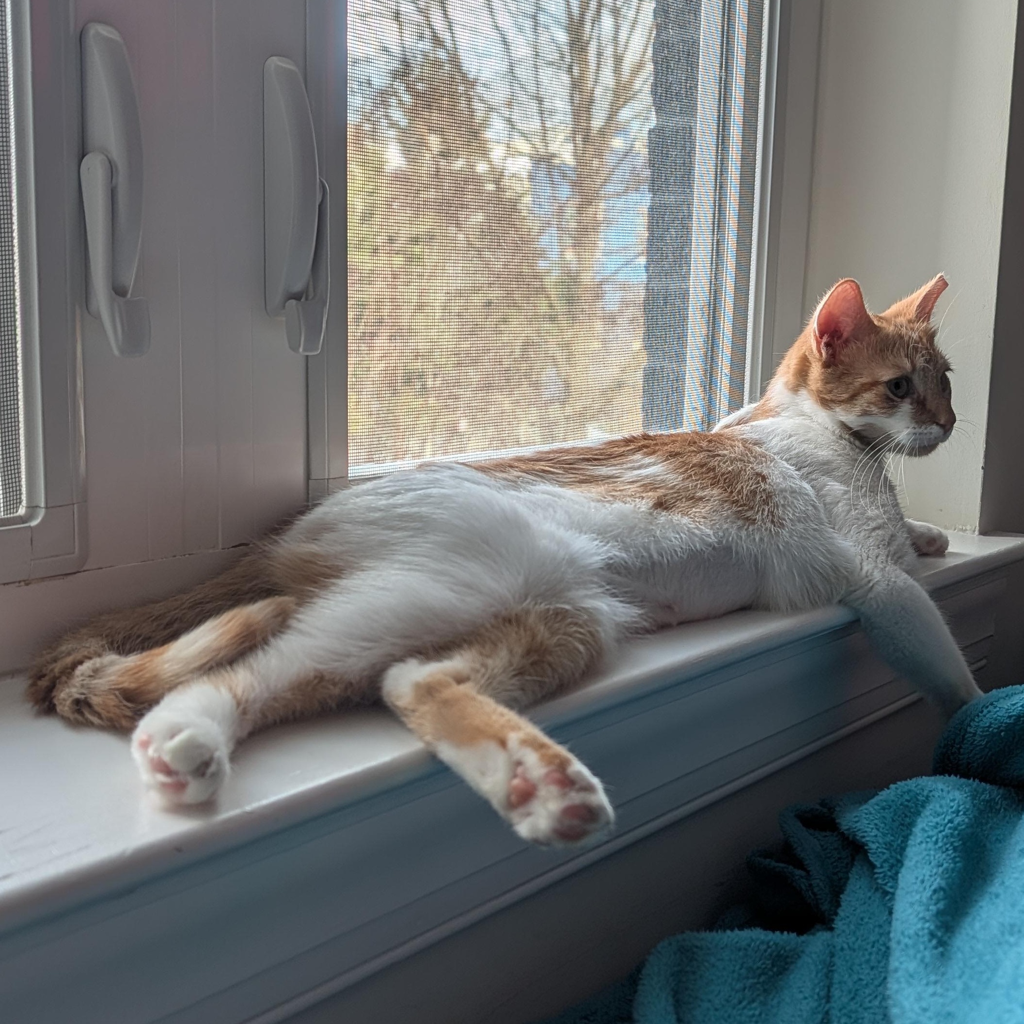 Enlarge Twinkle Toes, a ADOPTABLE mixed breed in Hyattsville, MD image 4/6