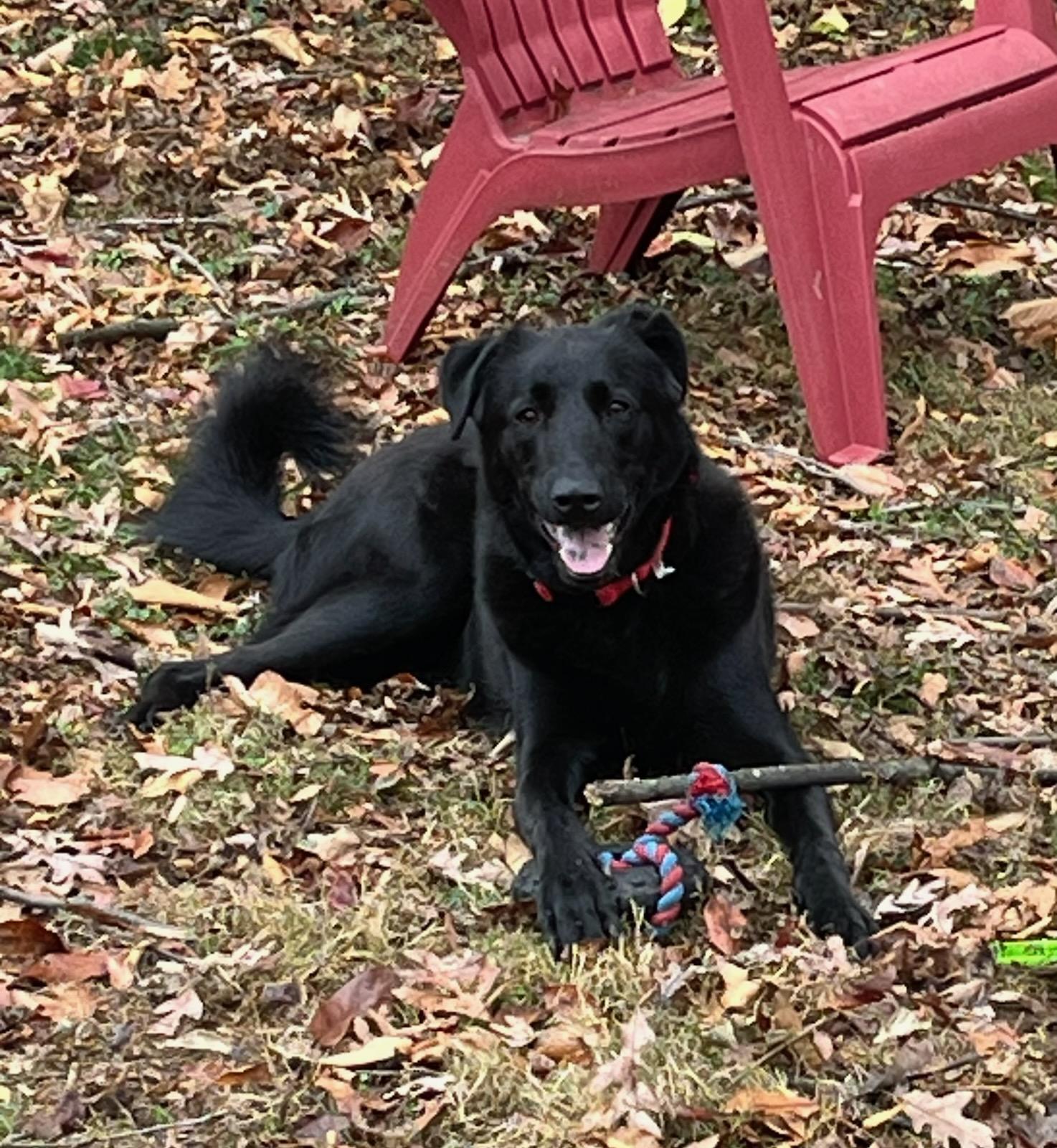 Ollie, Adoptable, Adult Male Border Collie & Shepherd.