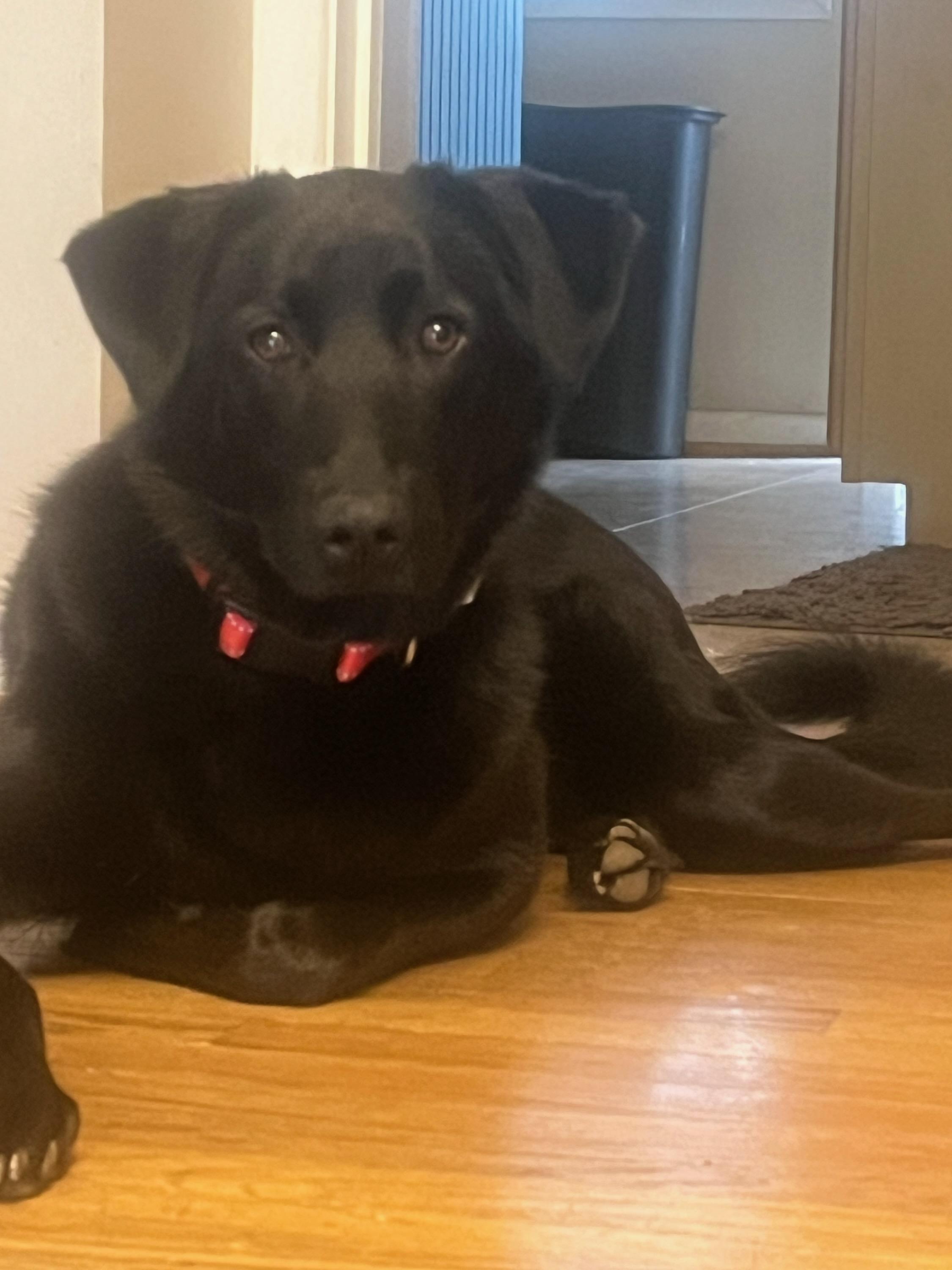 Ollie, a Adoptable mixed breed in Clarksburg, MD image 2/2