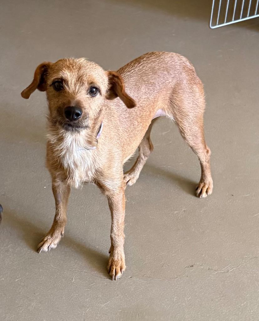 Enlarge Noodle, a Adoptable mixed breed in Tehachapi, CA image 2/6