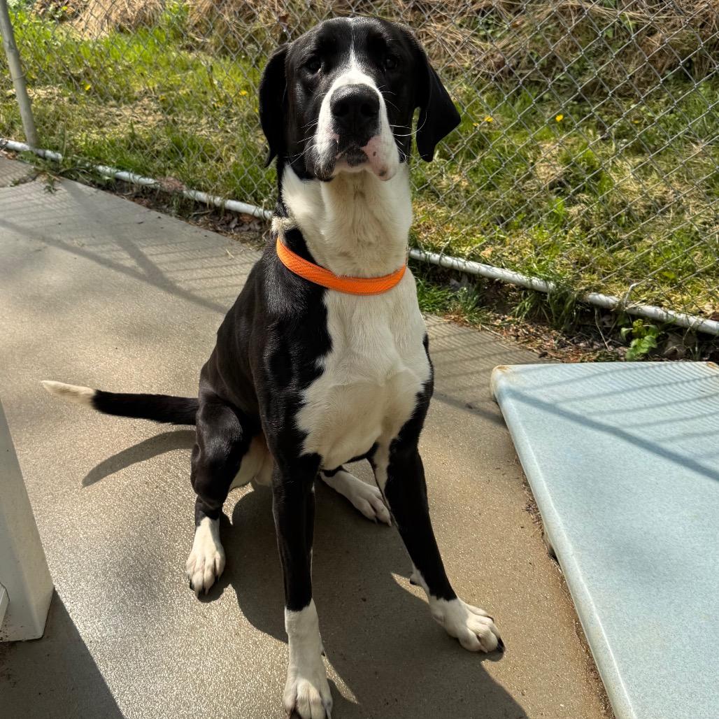 Enlarge Crash, a Adoptable mixed breed in Shinnston, WV image 1/4