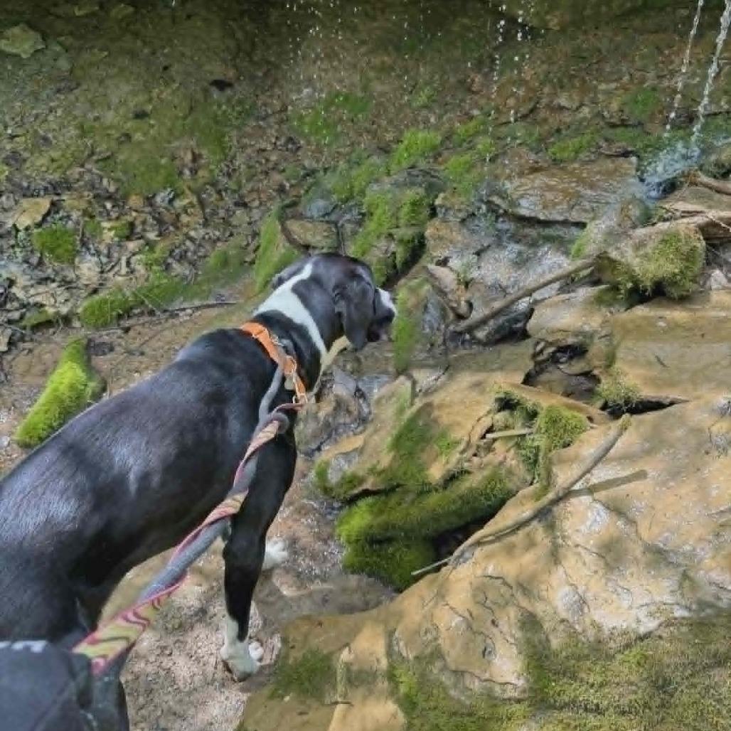 Enlarge Crash, a Adoptable mixed breed in Shinnston, WV image 2/4