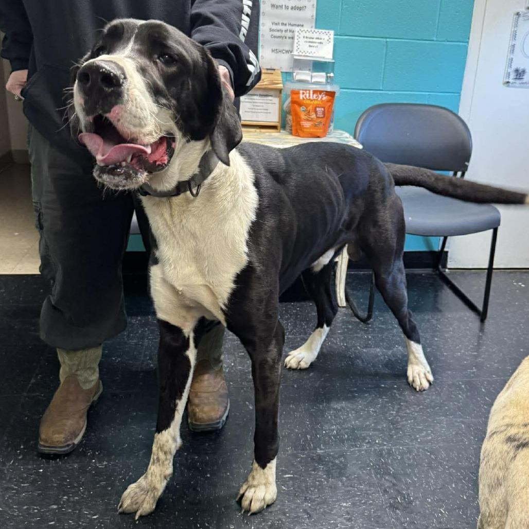 Enlarge Crash, a Adoptable mixed breed in Shinnston, WV image 3/4