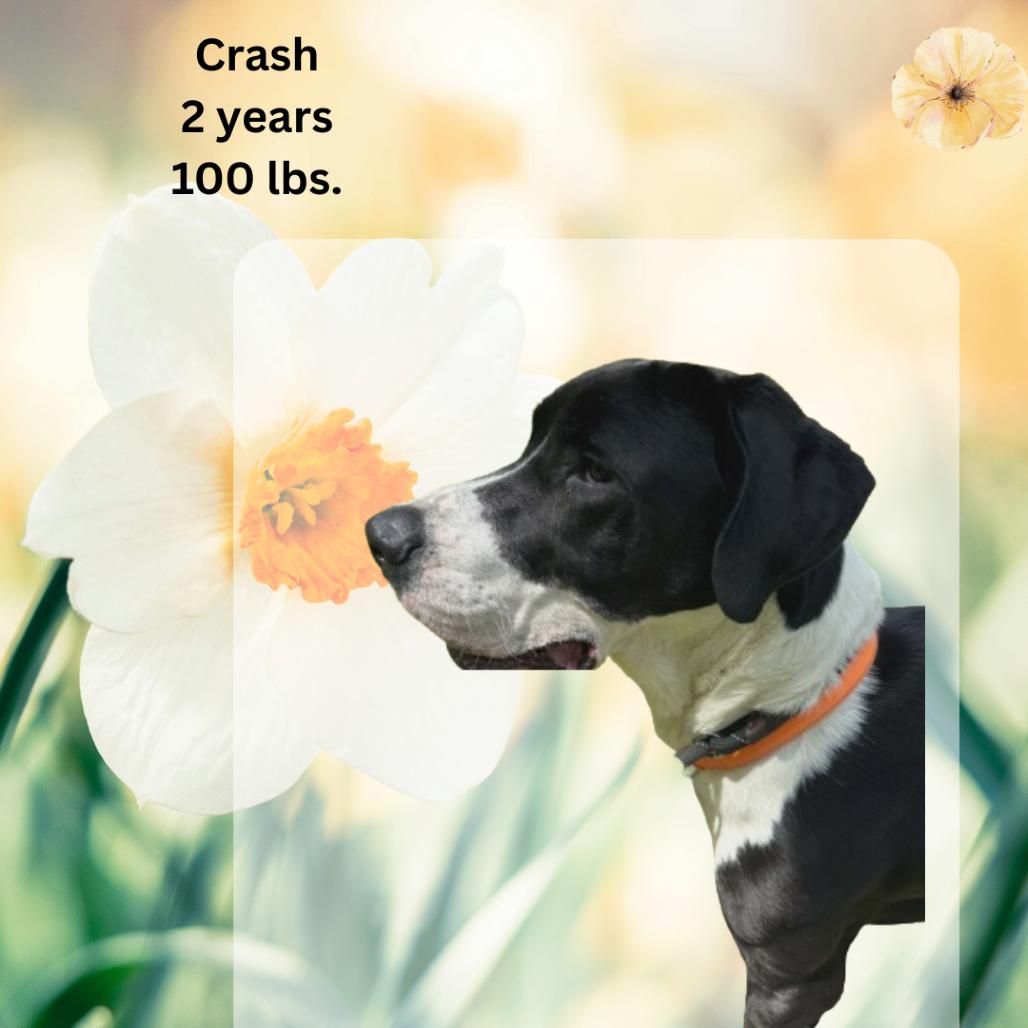Enlarge Crash, a Adoptable mixed breed in Shinnston, WV image 4/4